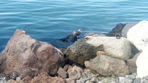 High angle view of rocks on beach