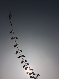 Low angle view of silhouette plants against clear sky