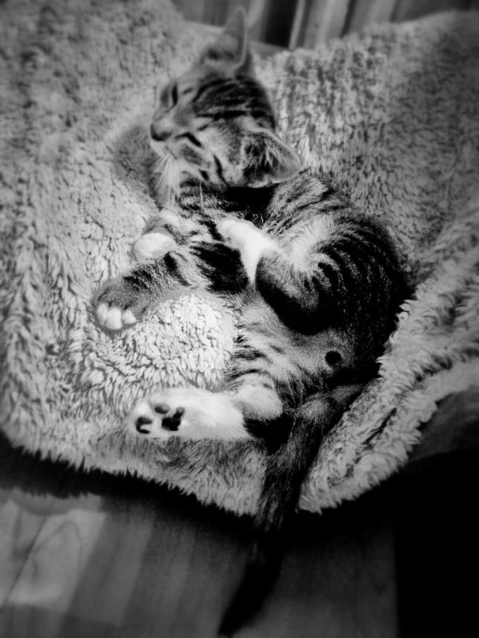 CLOSE-UP OF CAT LYING DOWN ON FLOOR