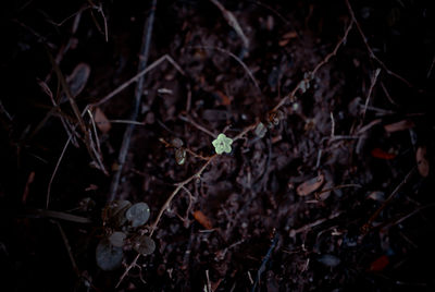 Plants leaves on ground