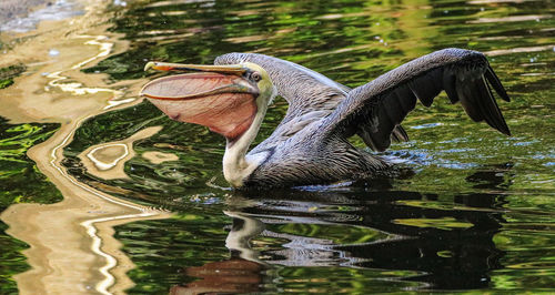 Pelicans swimming in lake
