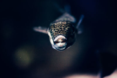 Close-up of lizard on black background