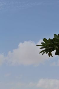 Low angle view of plant against sky