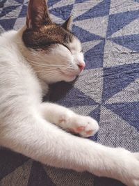 Close-up of cat sleeping