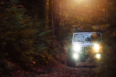 Road amidst trees in forest