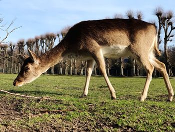 Deer grazing in a field