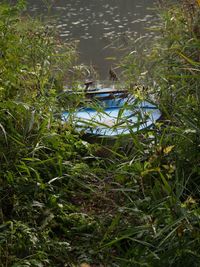 Grass floating on lake