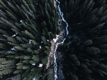 Aerial view of river and trees in forest