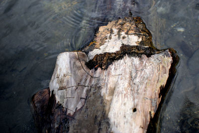 High angle view of driftwood on tree by lake