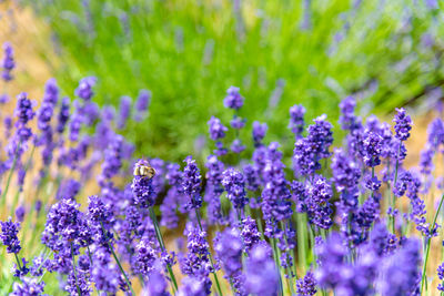 Close-up of purple flowering plants on field