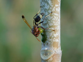 Close-up of insect on leaf