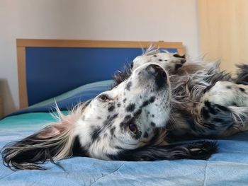 Close-up of animal sleeping on bed at home