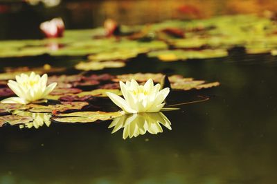 Close-up of lotus water lily in pond