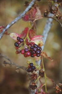 fruit