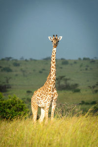 Masai giraffe stands watching camera in grass