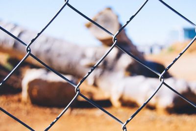 Chainlink fence