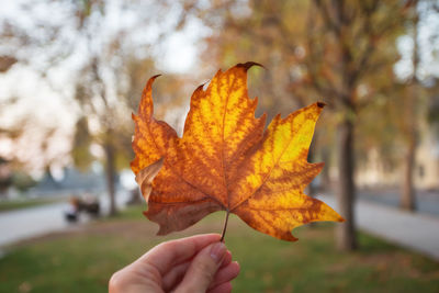 Close-up of hand holding maple leaf during autumn