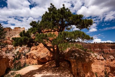 View of trees on rock formation