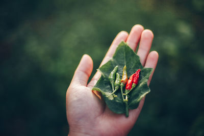 Close-up of hand holding leaf