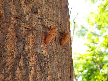 Close-up of insect on tree trunk