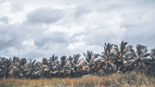 View of trees on field against sky