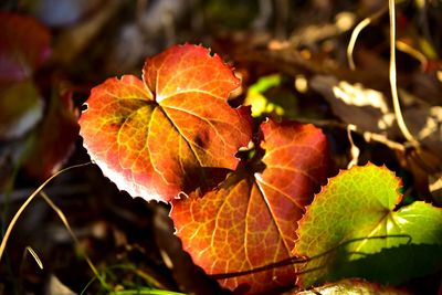 Close-up of leaves