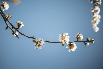 Low angle view of cherry blossom against clear blue sky