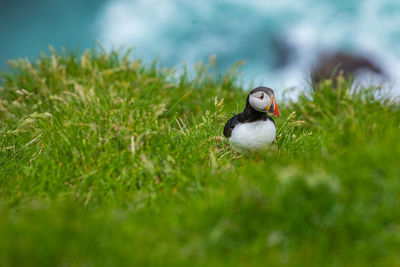 Bird perching on a field