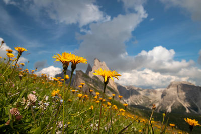 Close-up of yellow flowering plants on field against sky