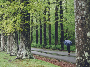 Rear view of woman walking in forest