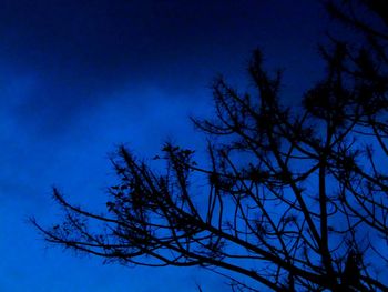 Low angle view of bare trees against blue sky