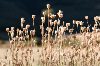 Close-up of flowering plants on field