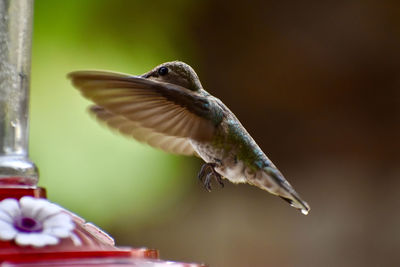 Close-up of bird flying against blurred background