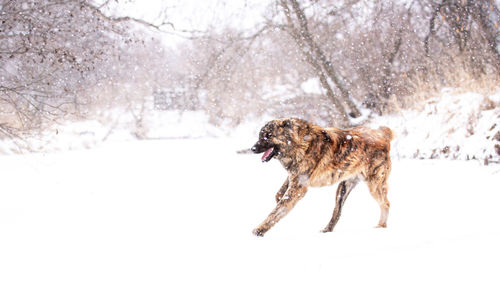 Dog running on snow covered land