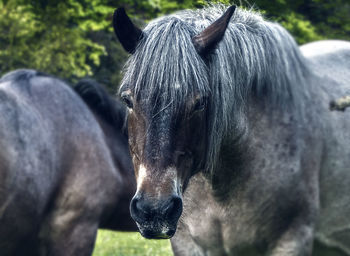 Close-up of a horse