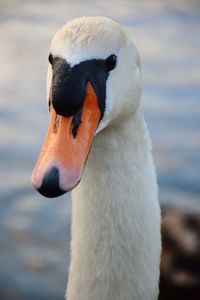 Close-up of swan