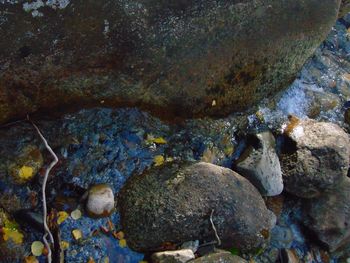 Close-up of turtle in sea