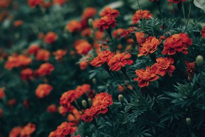 Close-up of flowers blooming outdoors