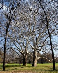 Bare trees on grassy field