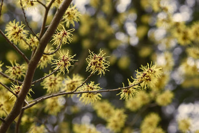 Close-up of fresh flowers on tree