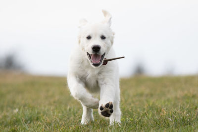 Portrait of a dog running on field