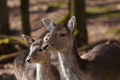 Close-up of deer