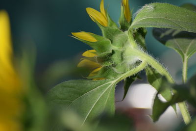 Close-up of sunflower on plant