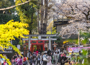 Group of people on cherry blossom in city