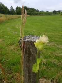 Close-up of tree stump on field