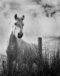 Portrait of horse on field against sky