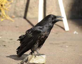 Close-up of bird perching