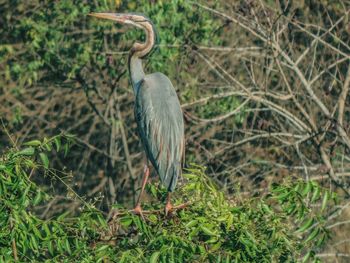 High angle view of gray heron on field