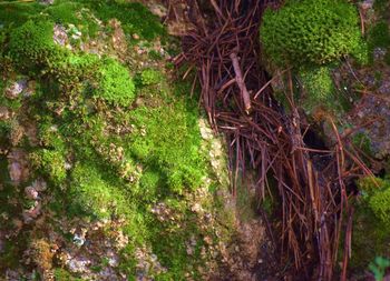 Close-up of plants against trees