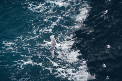High angle view of seagull flying above sea